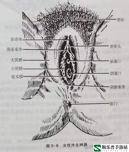 大荫蒂BBBBBB大荫蒂