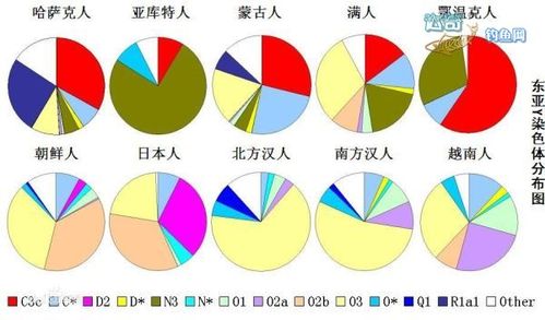 亚洲人与欧洲人染色体的区别